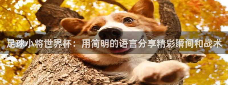 世界杯赛程2026：足球小将世界杯：用简明的语言分享精彩瞬间和战术