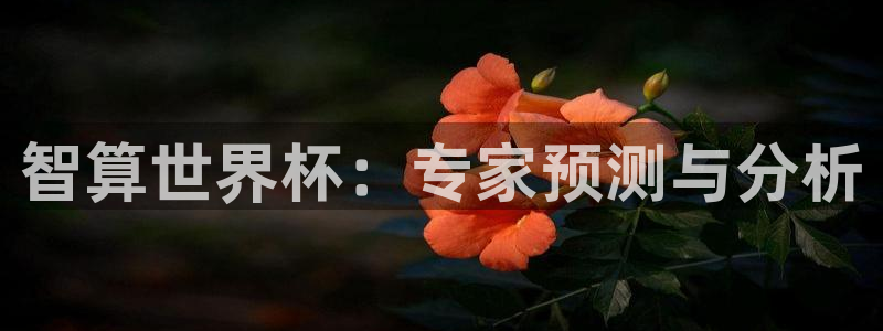 2006年世界杯：智算世界杯：专家预测与分析