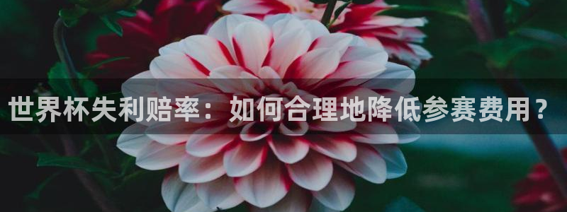 欧洲世界杯预选赛：世界杯失利赔率：如何合理地降低参赛费用？